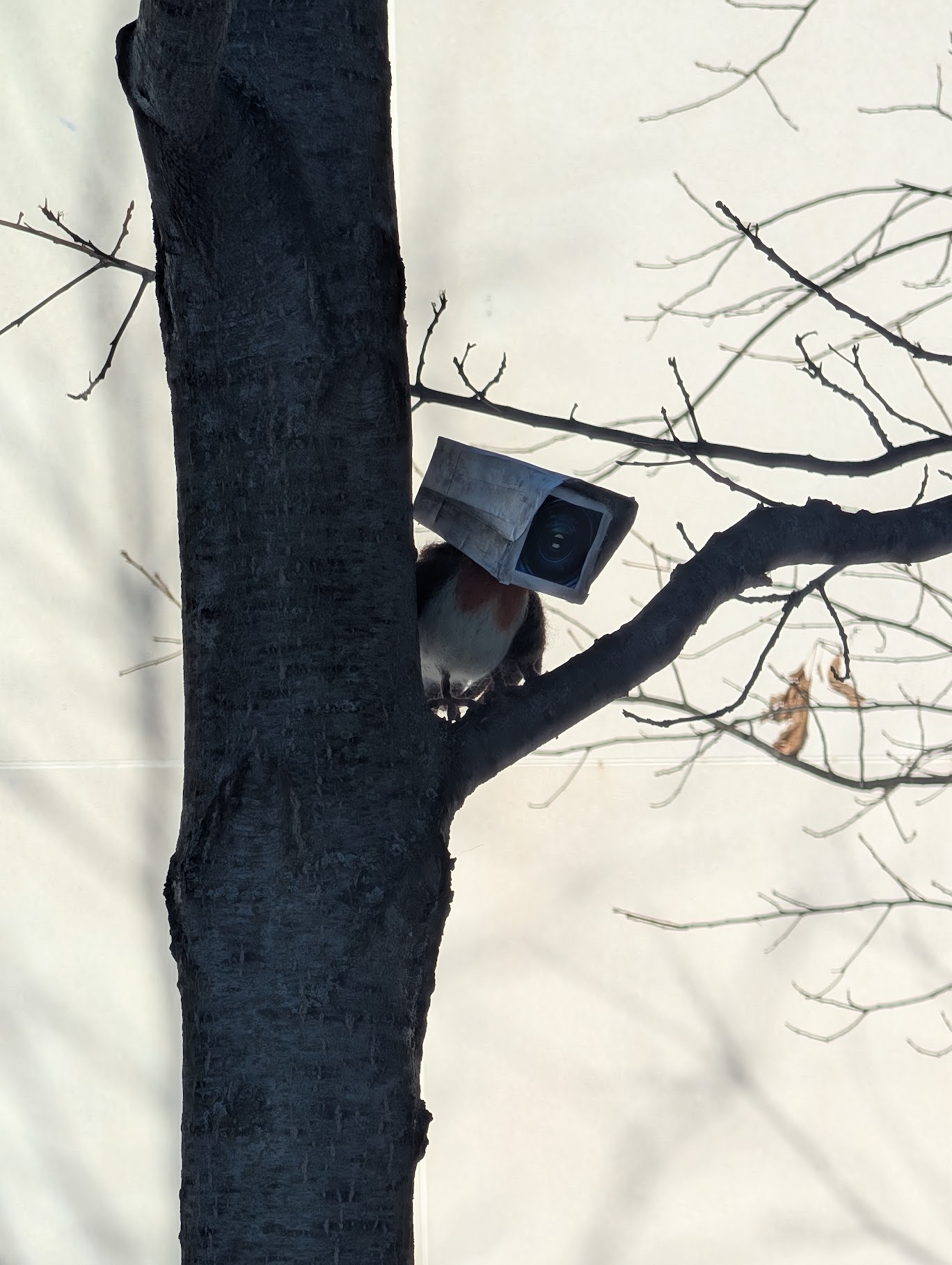 A mixed media sculpture that depicts a robin with the head of an old-timey security camera.